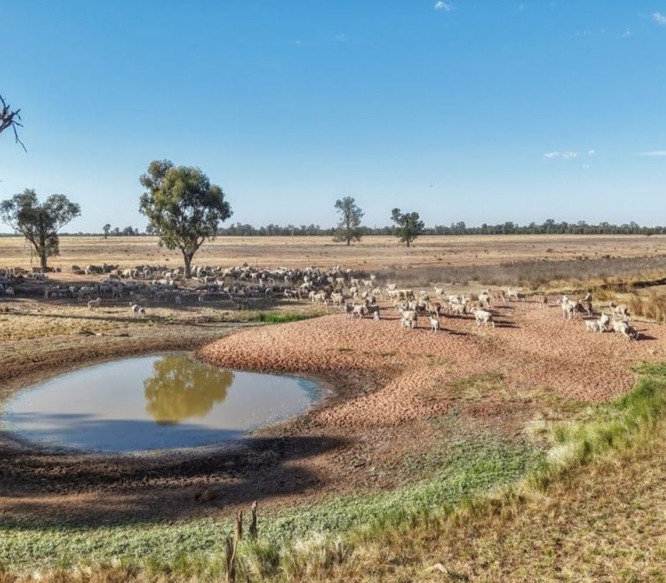 FARM LAND & HOUSE - PARKES