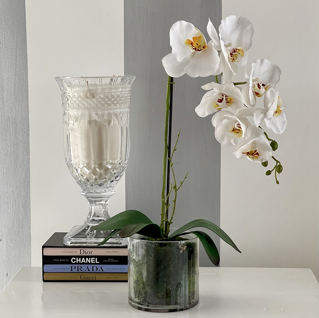 Small Phalaenopsis Orchid - Glass Vase